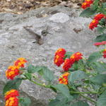 Lantana, Hummingbird and the Painted Lady