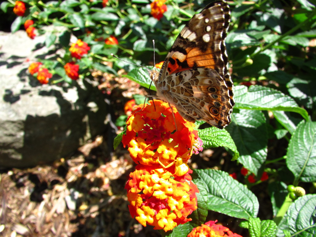 paintedlady_and_crabspider001