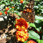 The Next Day, Painted Ladies