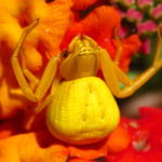 crab_spider002